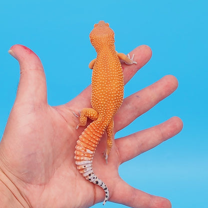 Female Mandarin Inferno Super Hypo Baldy Leopard Gecko