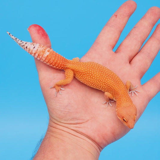 Female Mandarin Inferno Super Hypo Baldy Leopard Gecko