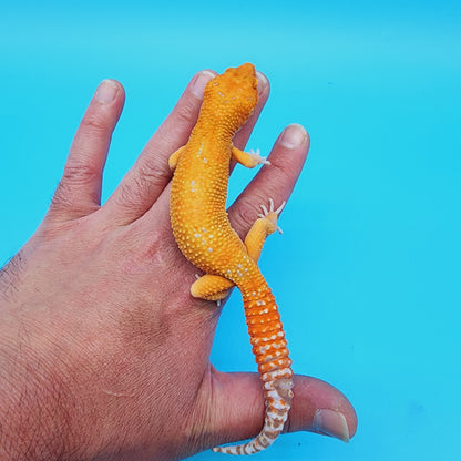 Male Manferno Tremper Albino White Spot