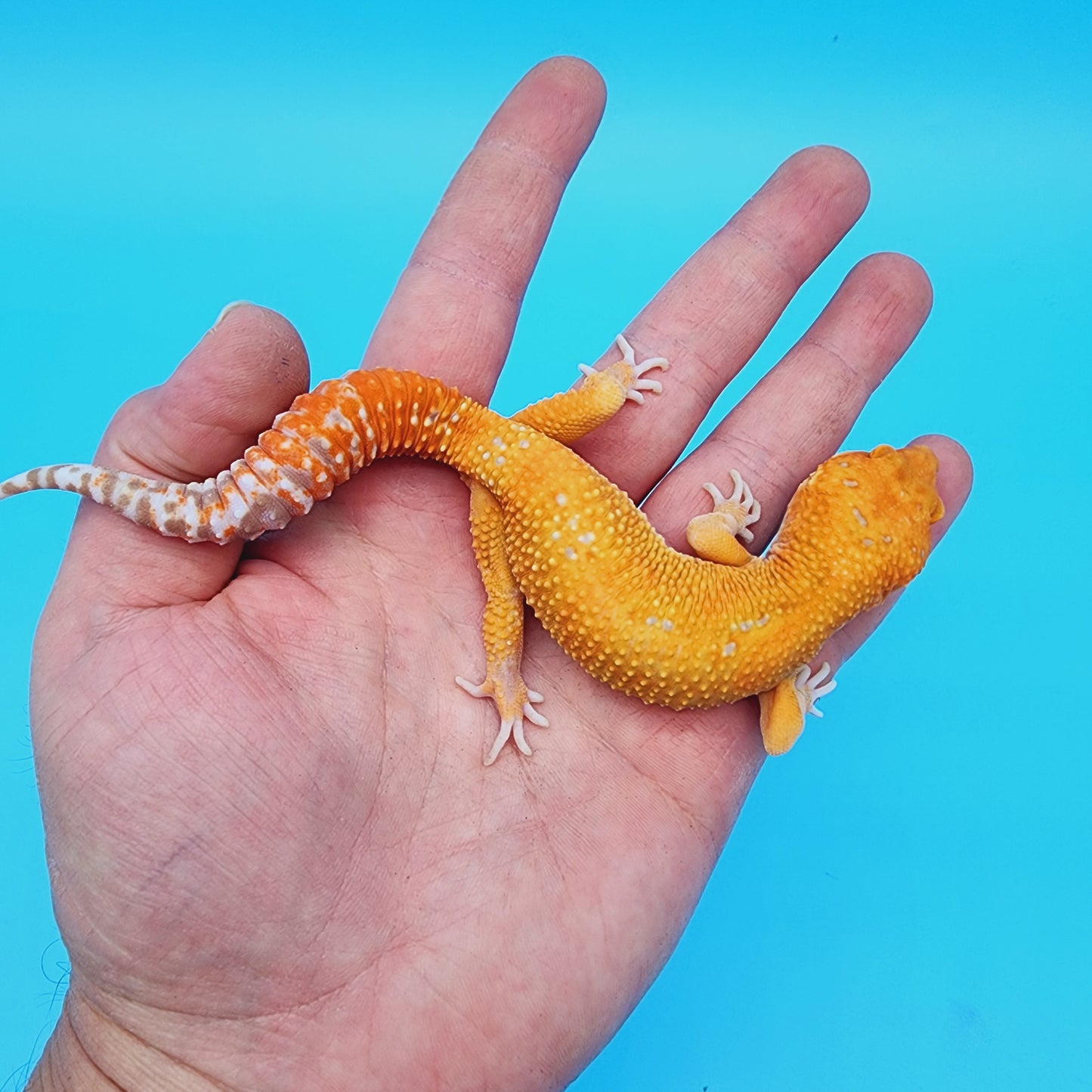 Male Manferno Tremper Albino White Spot