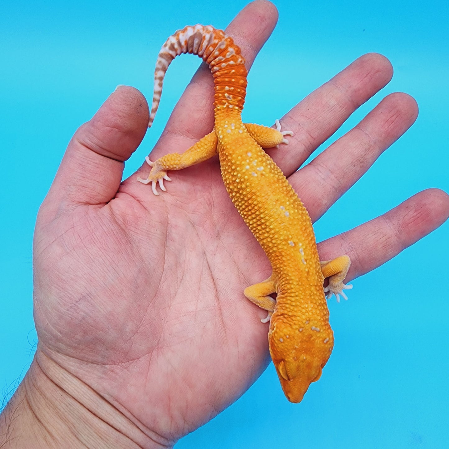 Male Manferno Tremper Albino White Spot