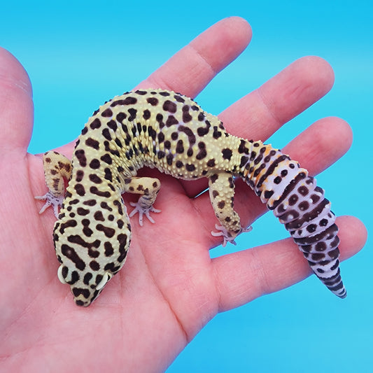 Male 50% Black Night