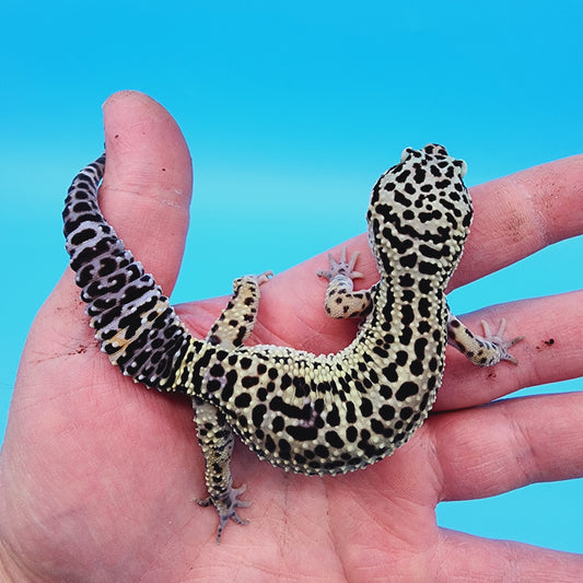 Female 50% Black Night