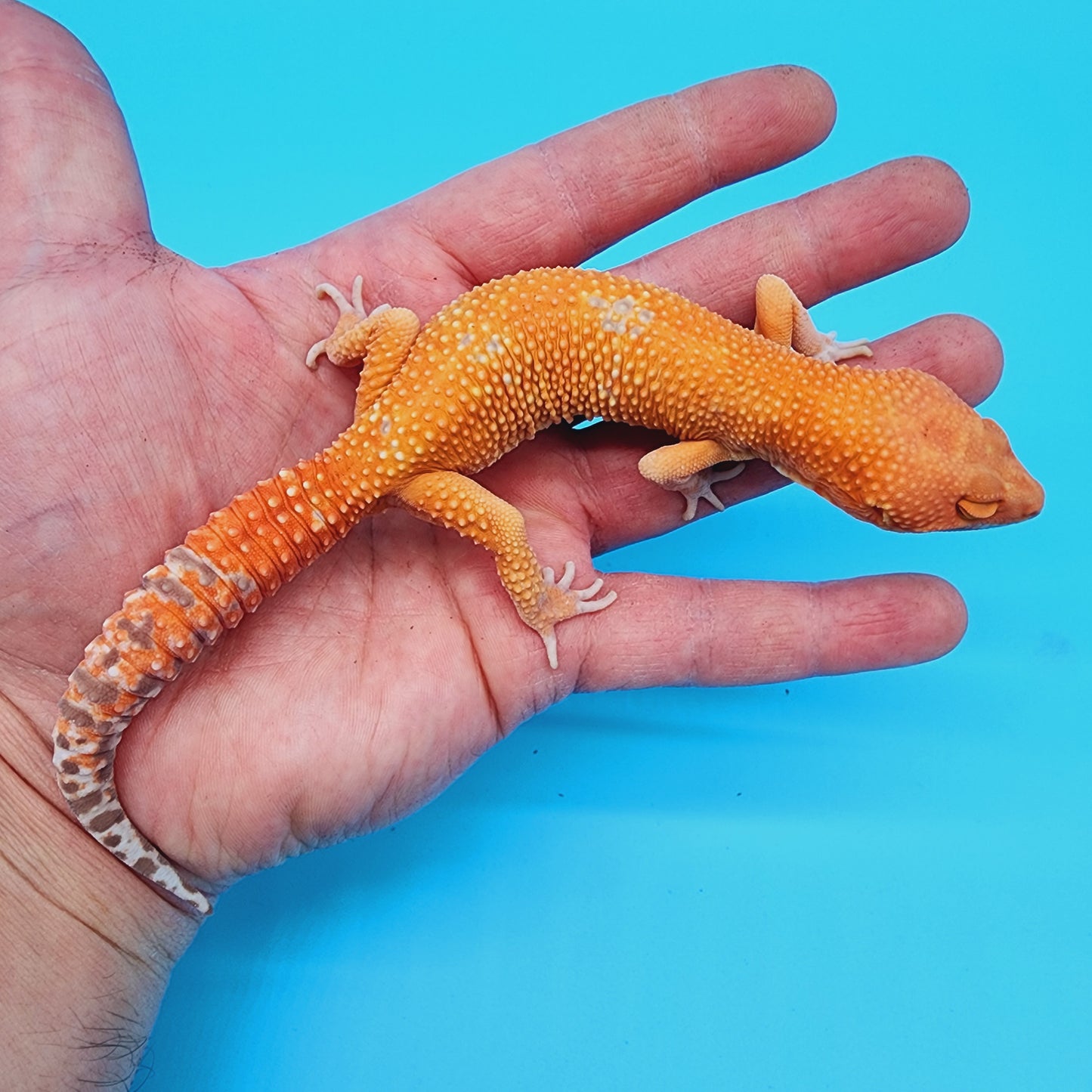 Male Manferno Tremper Albino White Spot