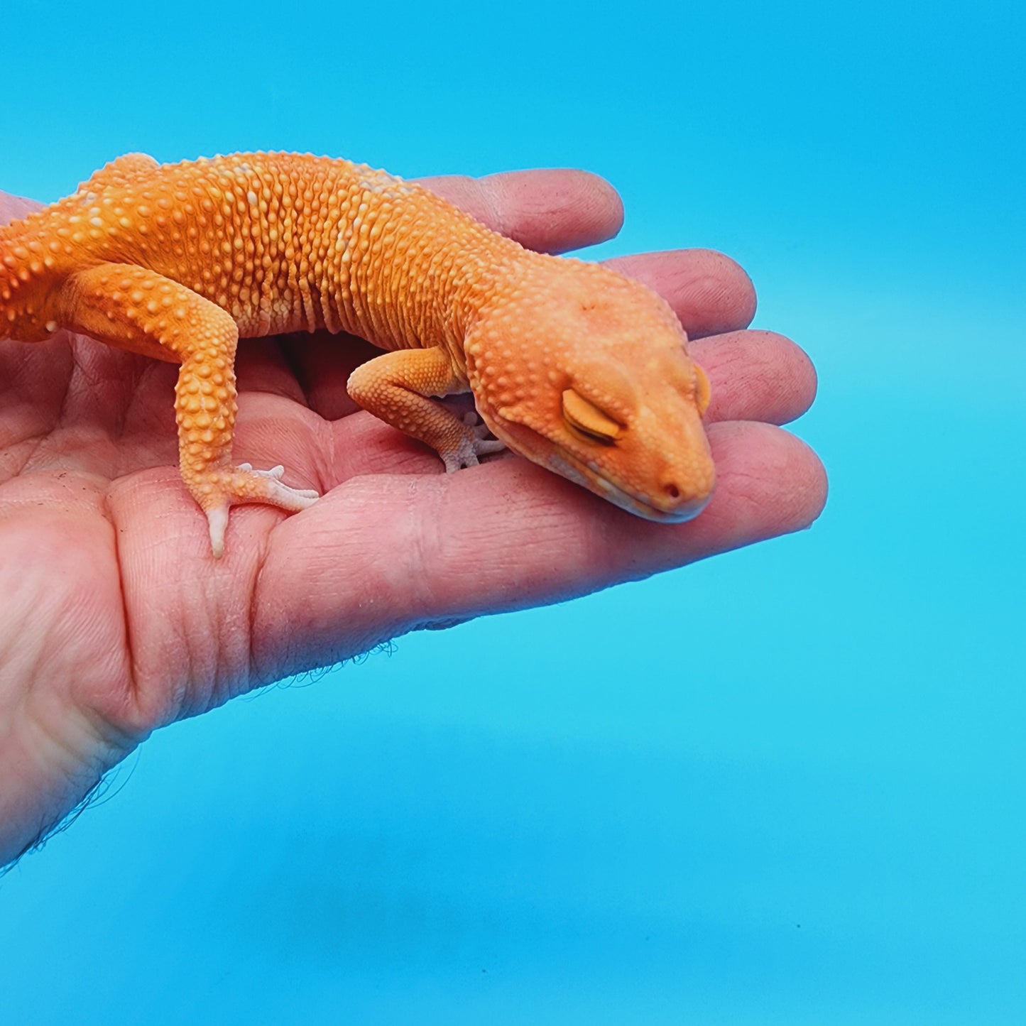 Male Manferno Tremper Albino White Spot