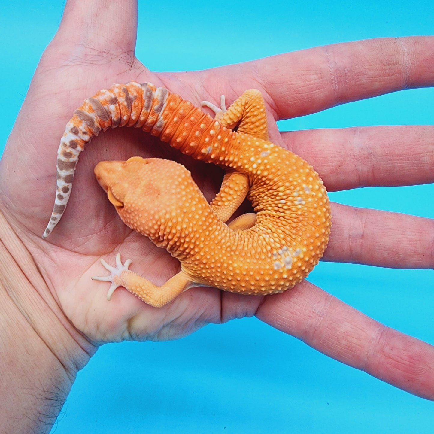 Male Manferno Tremper Albino White Spot