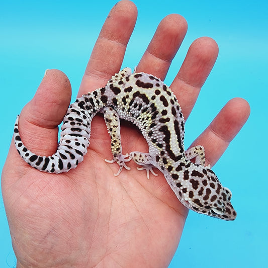 Female FREEZE Fasciolatus Mack Snow