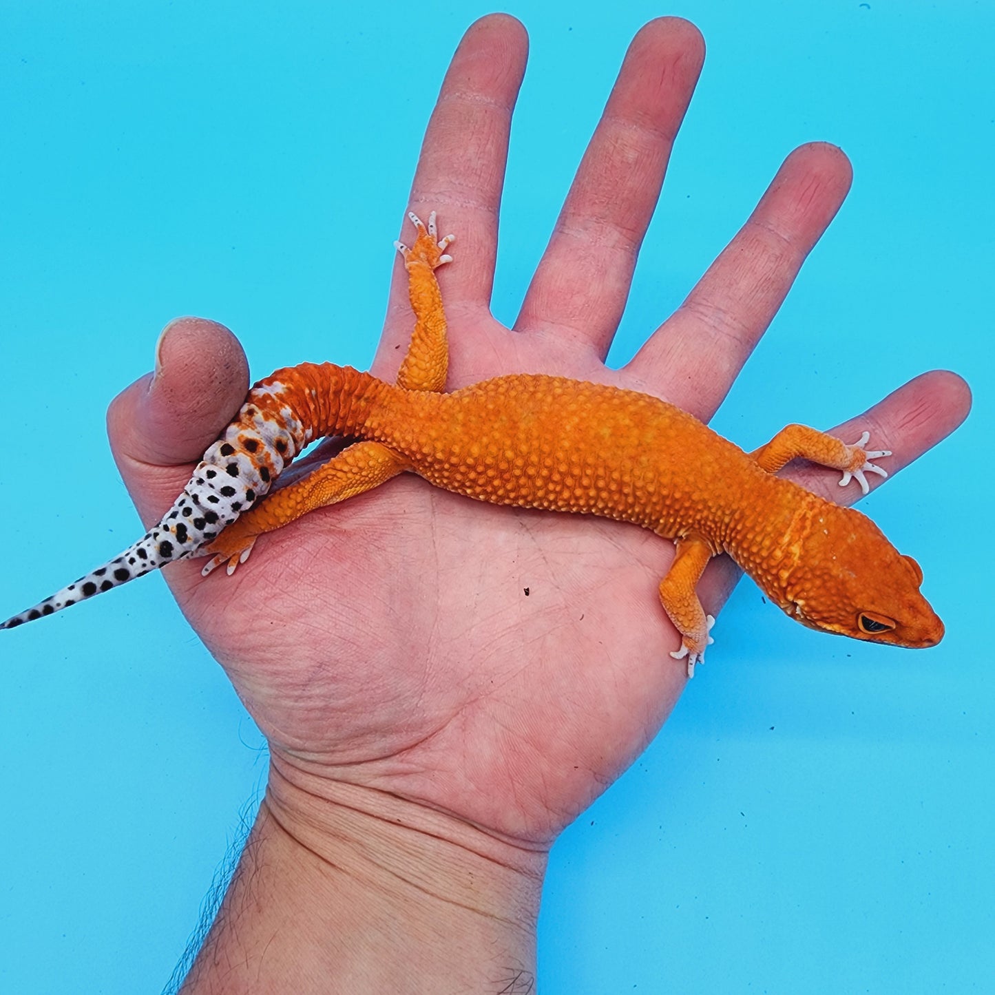 Male Red Dragon (DEEP ORANGE)