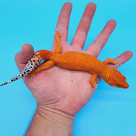 Male Red Dragon (DEEP ORANGE)