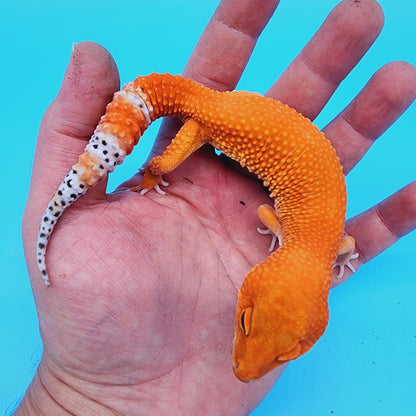 Male Red Dragon (DEEP ORANGE)