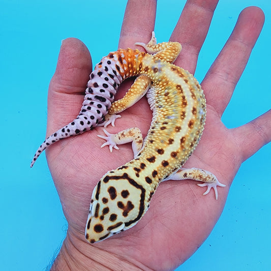 Male Manferno Bold White & Yellow