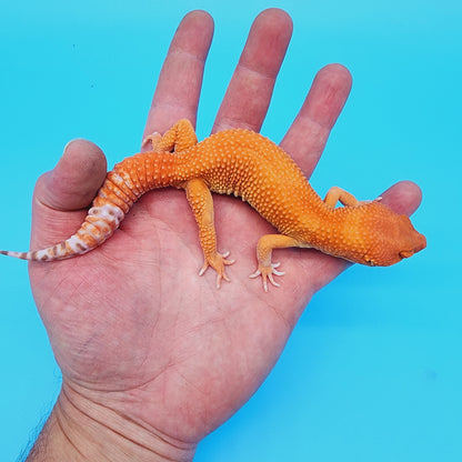 Male Super Hypo Manferno Tremper Albino (DEEP ORANGE!)