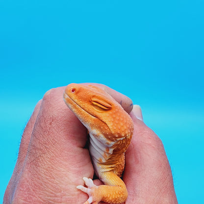 Male Super Hypo Manferno Tremper Albino (DEEP ORANGE!)