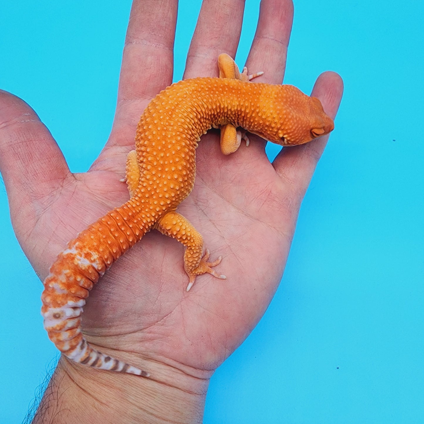 Male Super Hypo Manferno Tremper Albino (DEEP ORANGE!)