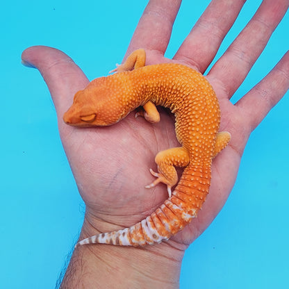 Male Super Hypo Manferno Tremper Albino (DEEP ORANGE!)