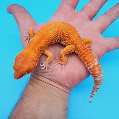 Male Super Hypo Manferno Tremper Albino (DEEP ORANGE!)