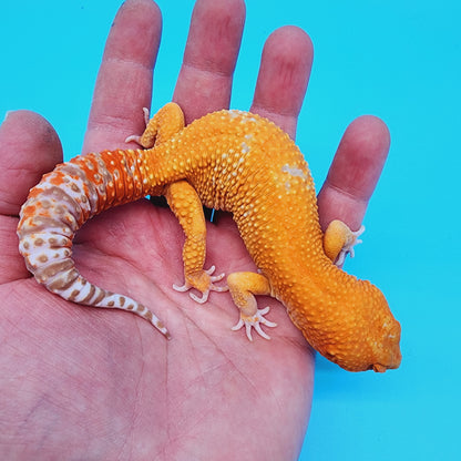 Male Manferno Tremper Albino White Spot