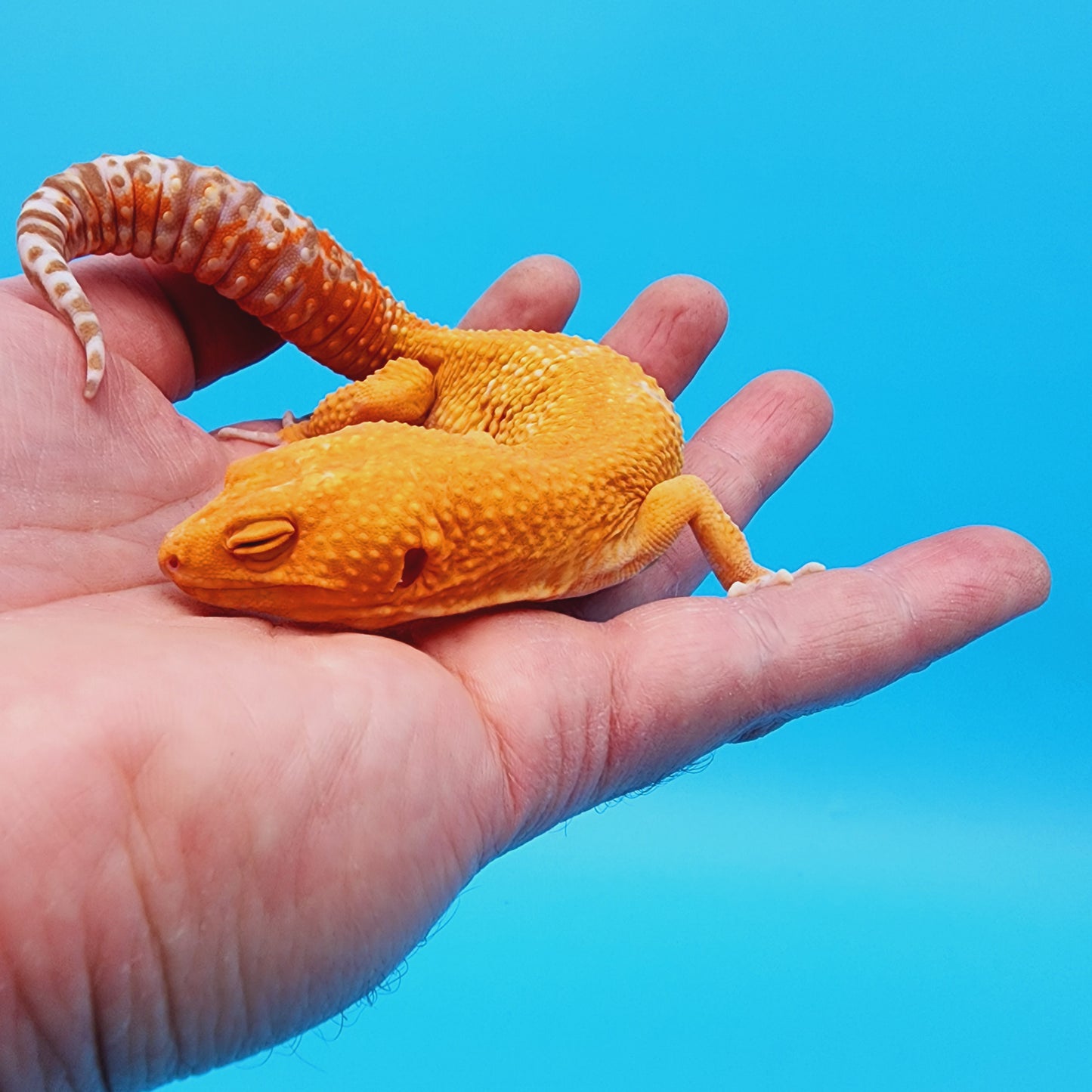 Male Manferno Tremper Albino White Spot
