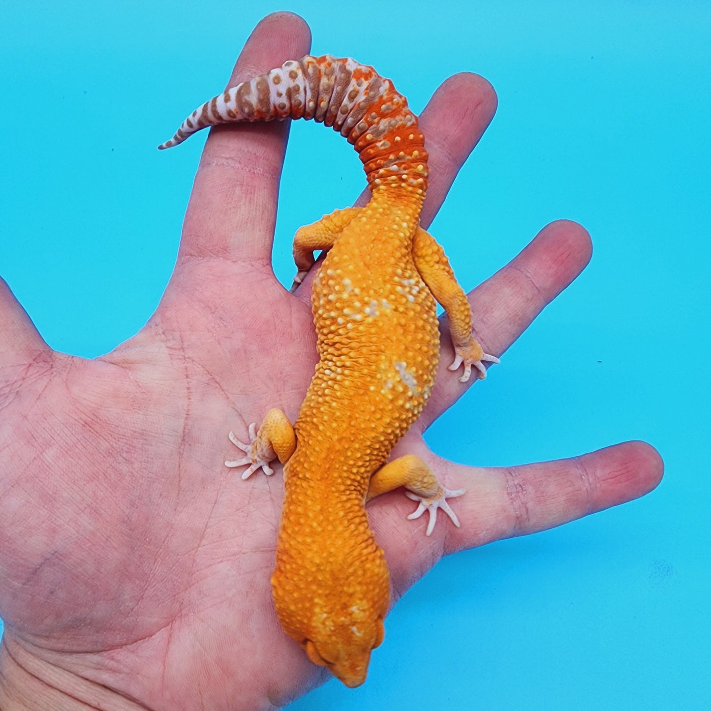 Male Manferno Tremper Albino White Spot