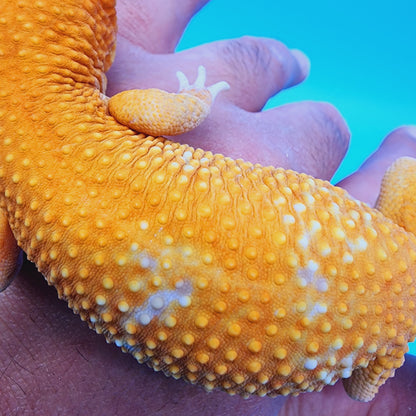 Male Manferno Tremper Albino White Spot