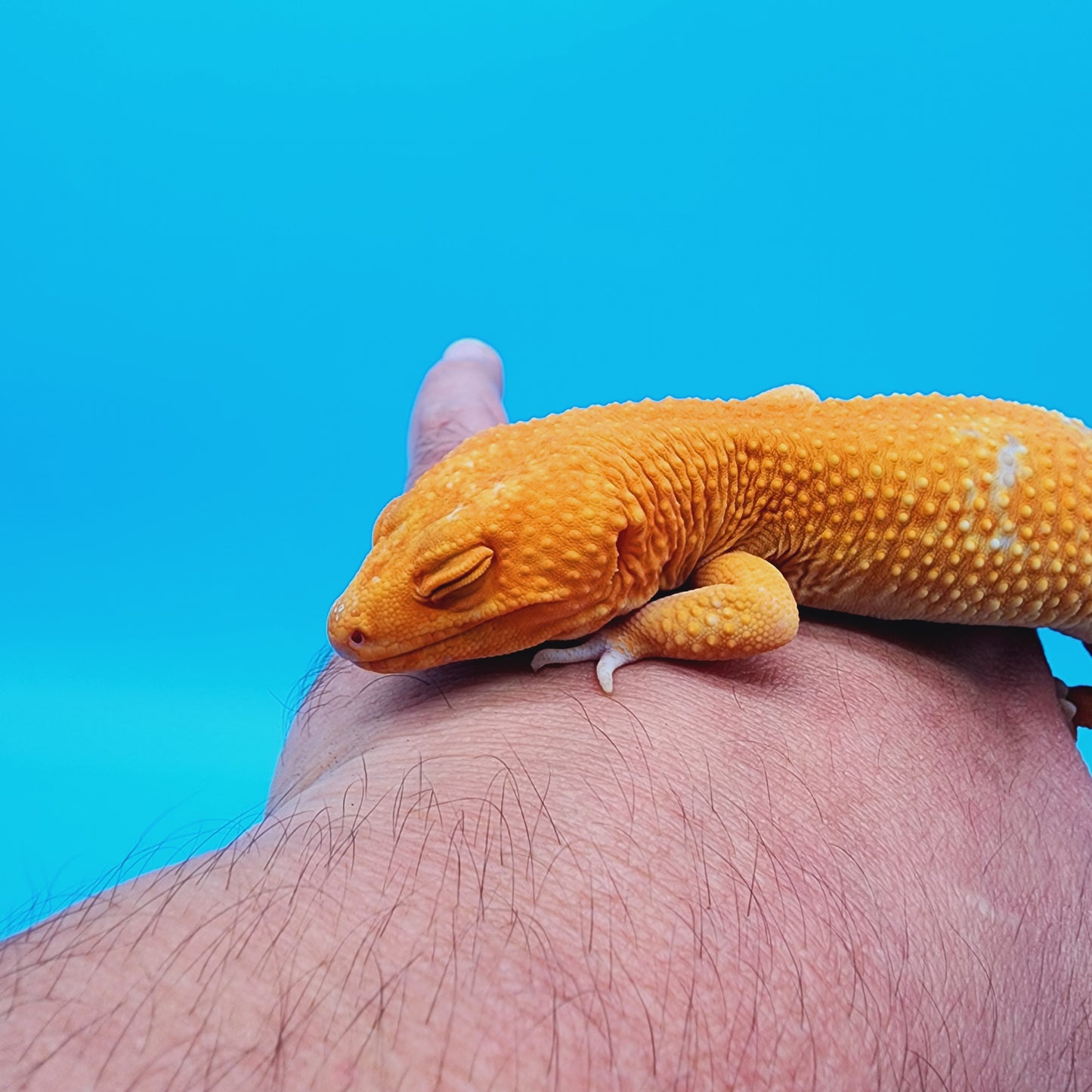 Male Manferno Tremper Albino White Spot