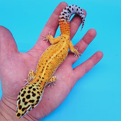 Male Manferno Bold Emerine Possible White & Yellow