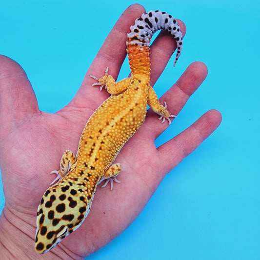 Male Manferno Bold Emerine Possible White & Yellow
