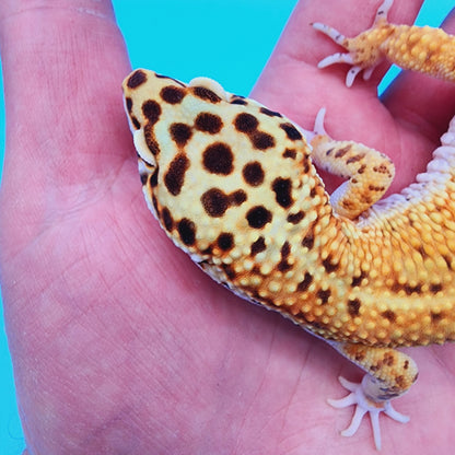 Male Manferno Bold Emerine Possible White & Yellow