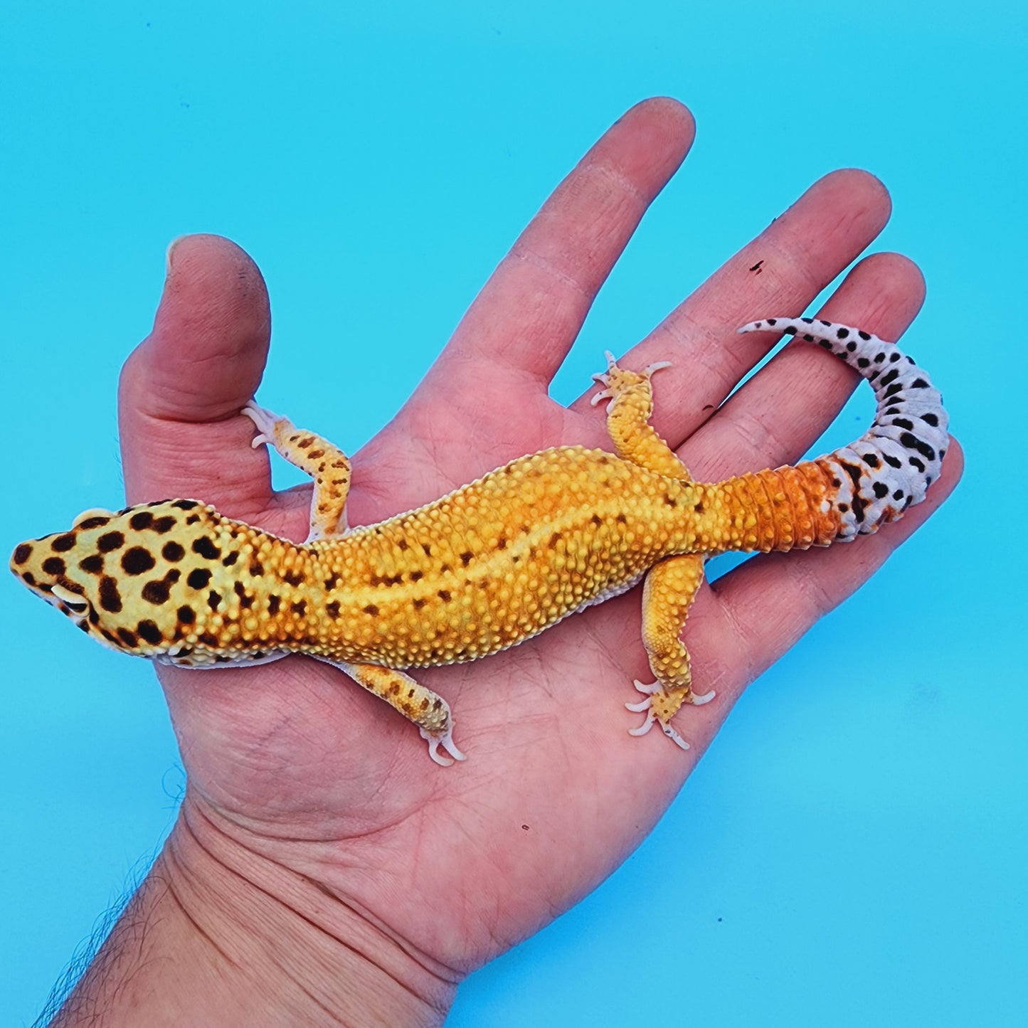 Male Manferno Bold Emerine Possible White & Yellow
