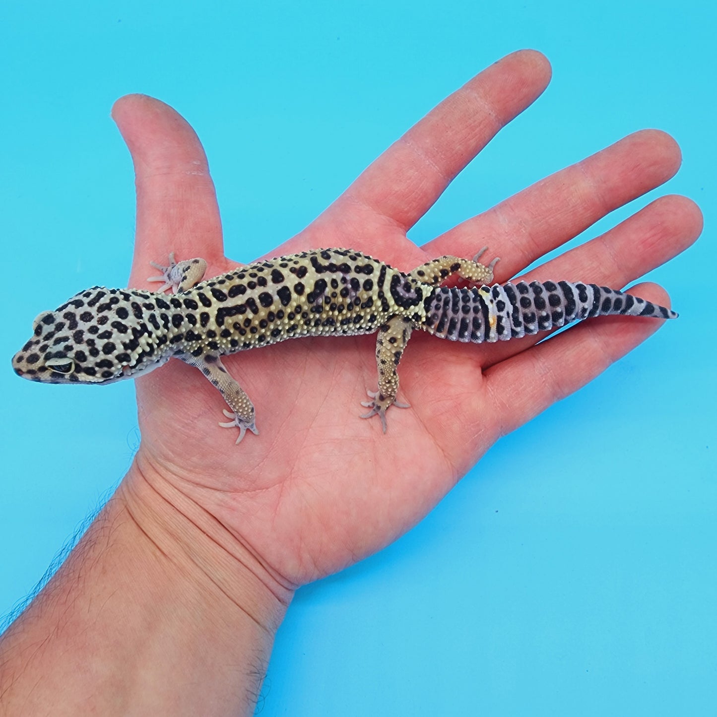 Female 50% Black Night