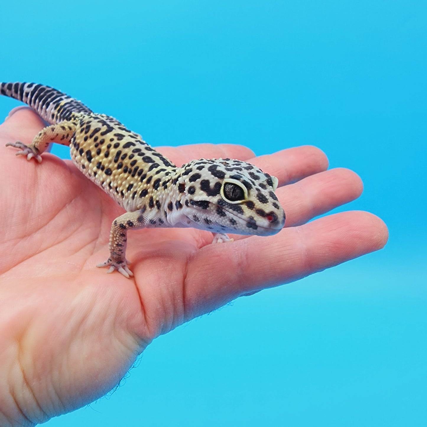 Female 50% Black Night