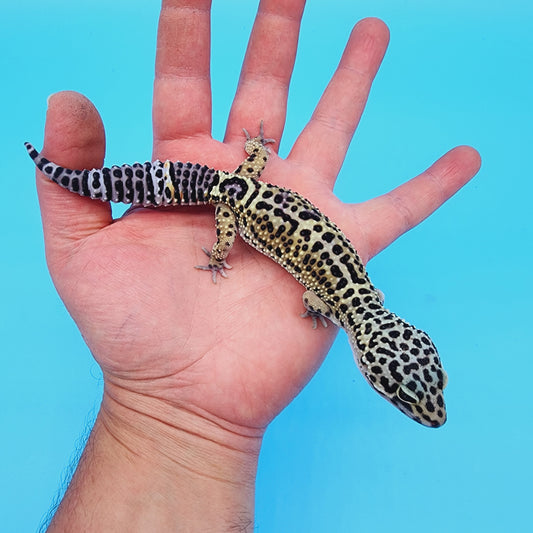 Female 50% Black Night