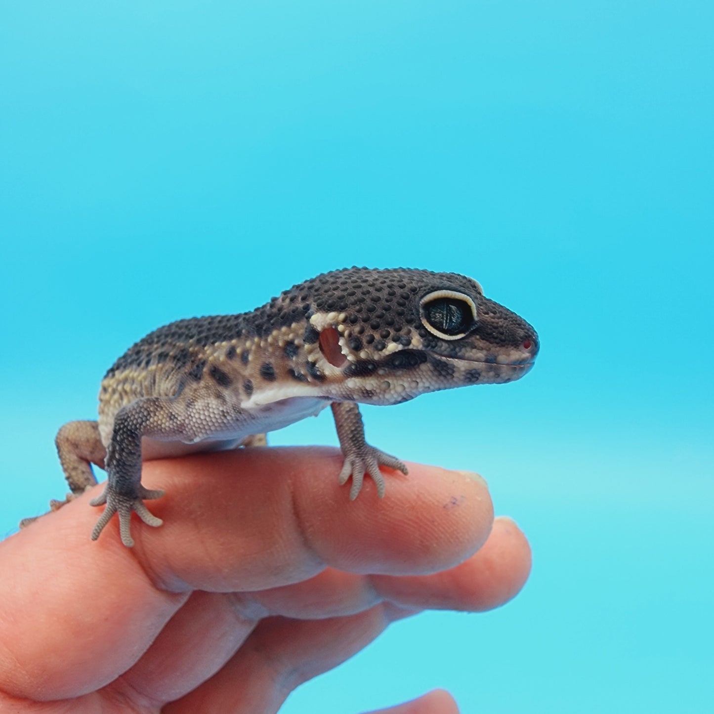 Female Black Night (S-Tier) FREE SHIPPING