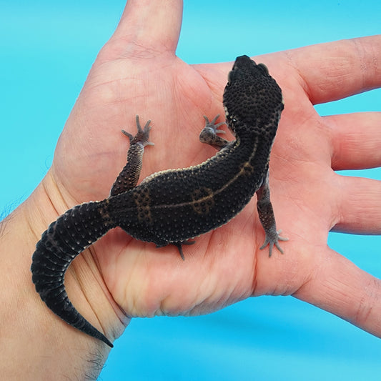 Female Black Night (S-Tier) FREE SHIPPING