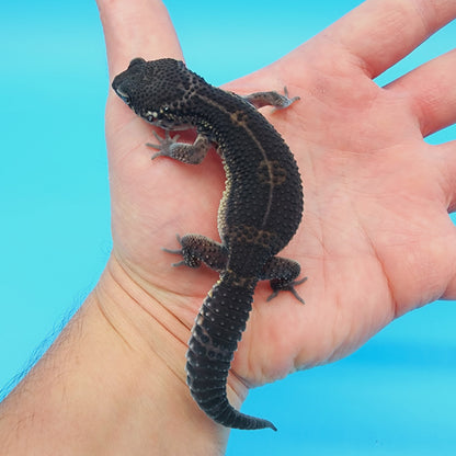 Female Black Night (S-Tier) FREE SHIPPING