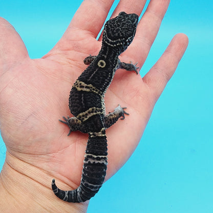 Male Black Night (B-Tier) FREE SHIPPING