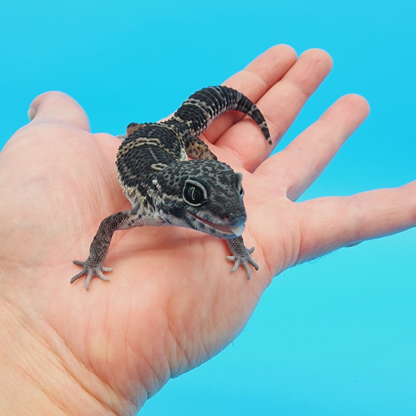 Male Black Night (B-Tier) FREE SHIPPING