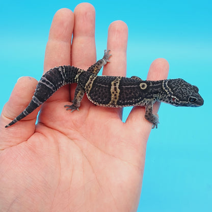 Male Black Night (B-Tier) FREE SHIPPING