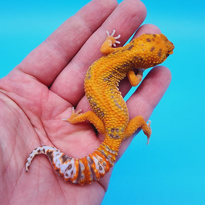 Female Red Stripe Manferno Tremper Albino Jungle