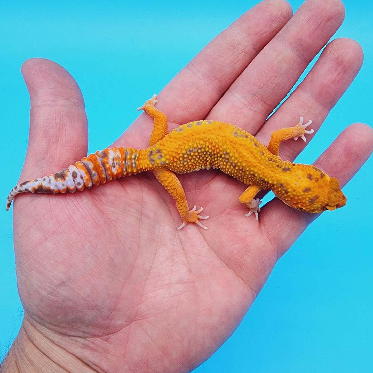 Female Red Stripe Manferno Tremper Albino Jungle