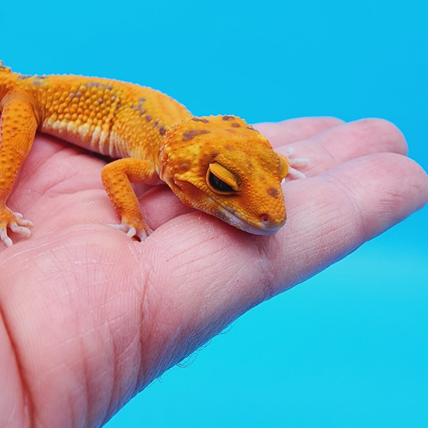 Female Red Stripe Manferno Tremper Albino Jungle