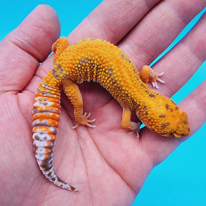 Female Red Stripe Manferno Tremper Albino Jungle