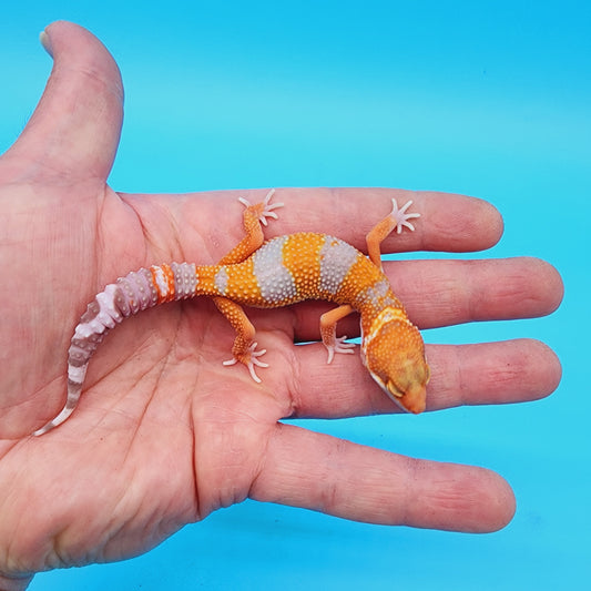 Unsexed Red Diamond Manferno White Spot Tremper Albino