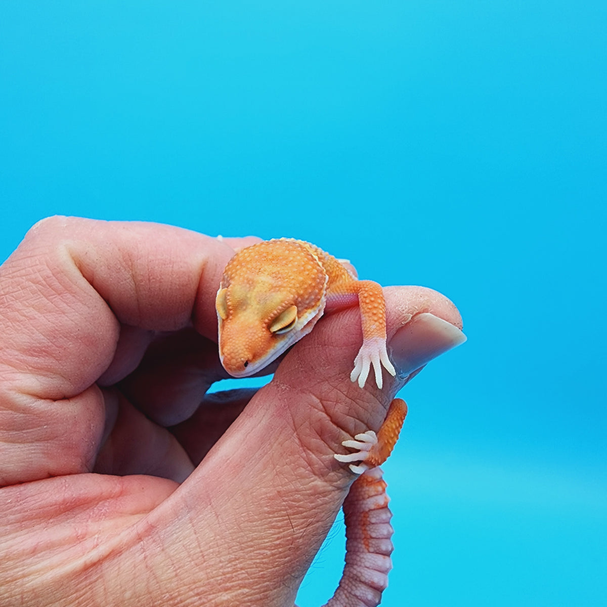 Unsexed Red Diamond Manferno White Spot Tremper Albino – Frank Cuzzolina