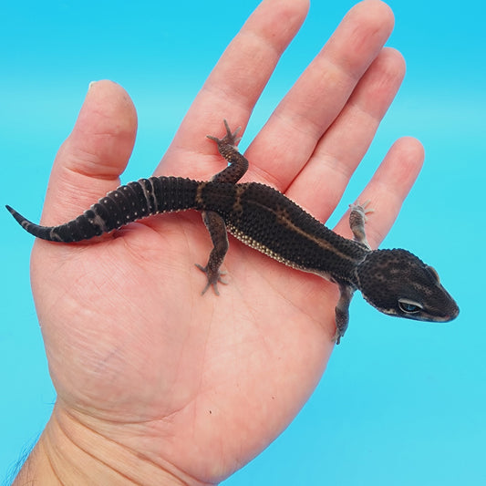 Unsexed Black Night (A-Tier) FREE SHIPPING [looking male]