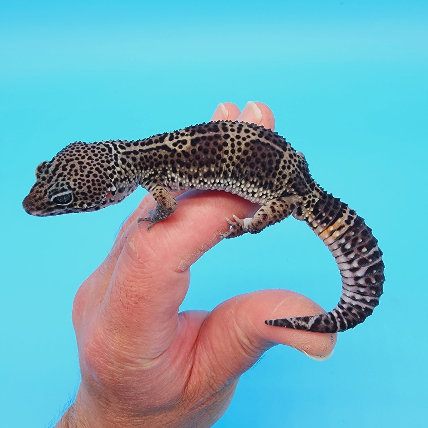 Male Black Night (C-Tier) FREE SHIPPING