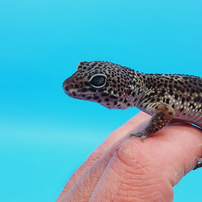 Male Black Night (C-Tier) FREE SHIPPING