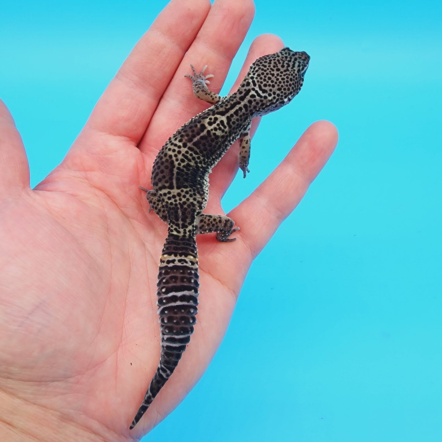 Male Black Night (C-Tier) FREE SHIPPING