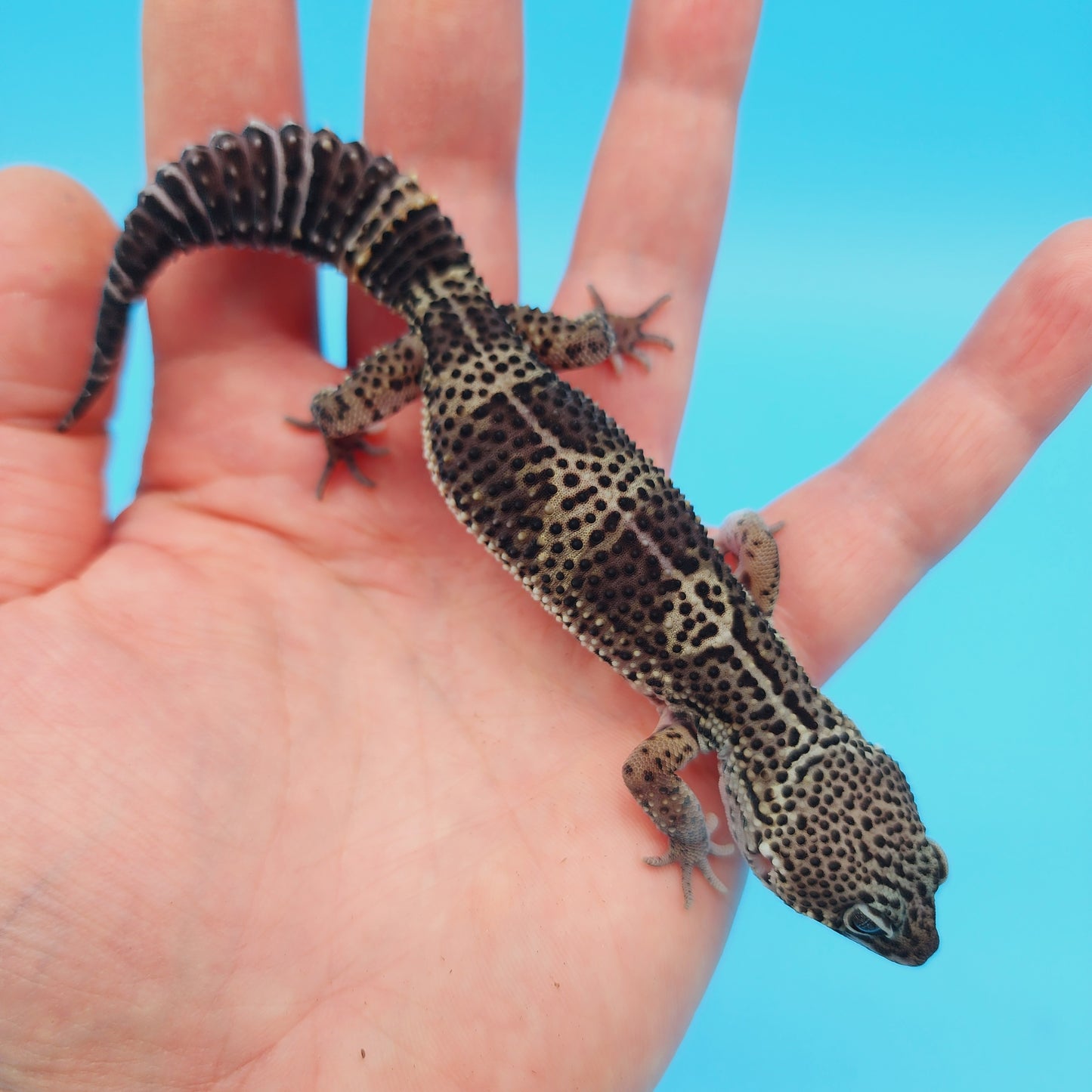 Male Black Night (C-Tier) FREE SHIPPING