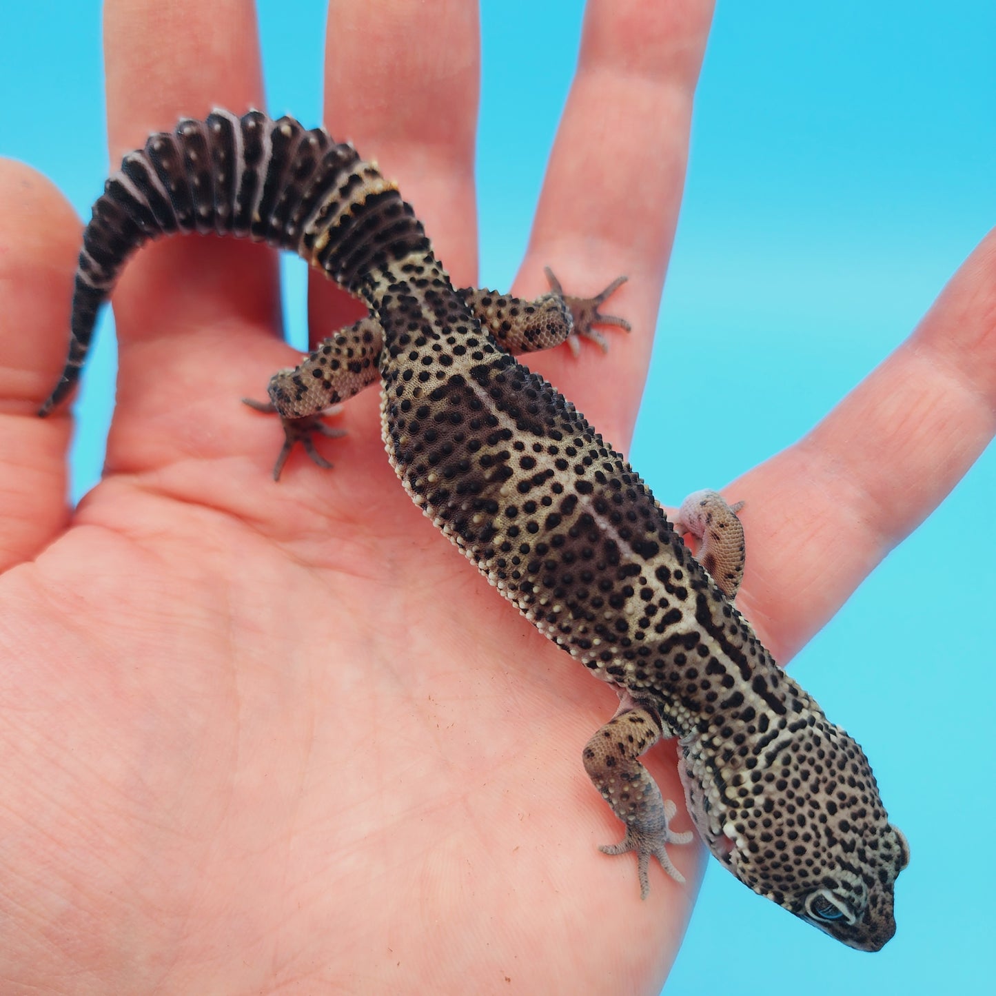 Male Black Night (C-Tier) FREE SHIPPING